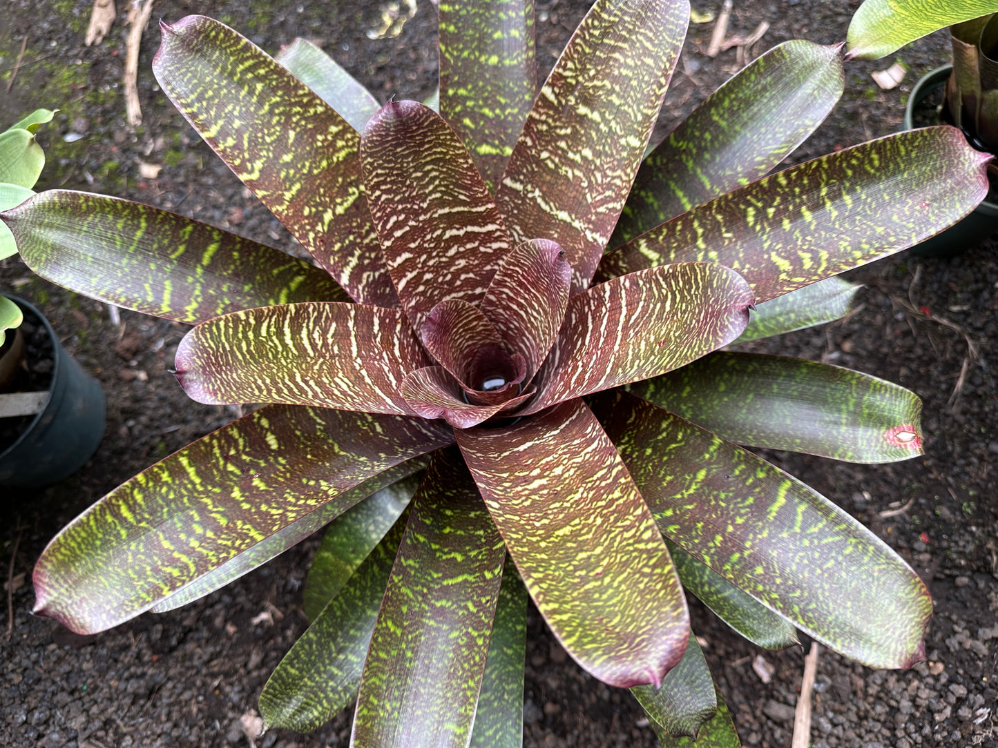 Vriesea ‘Patrice’
