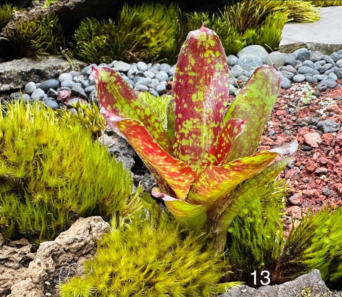 Assorted Neoregelia Minis