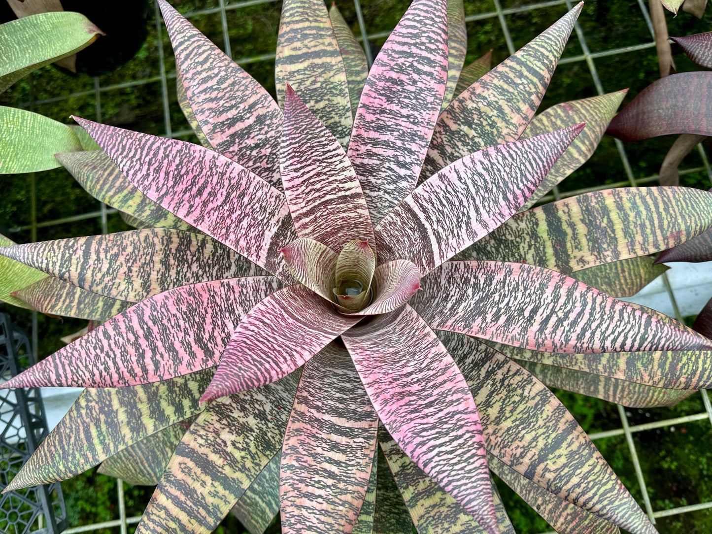 Vriesea ‘Ellen Yoshimura Harrell’