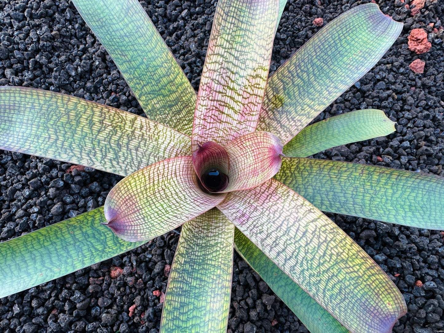 Vriesea (Hawaiian Ruby x Patrice) x ‘Kelci and Jeff’