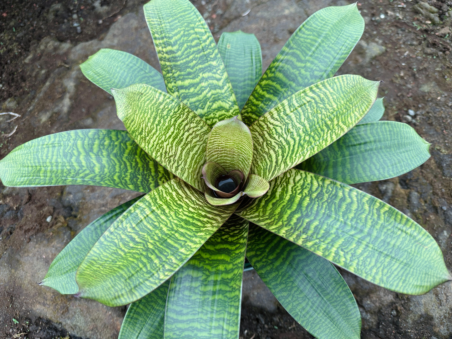 Vriesea hieroglyphica x ‘Red Dragon’