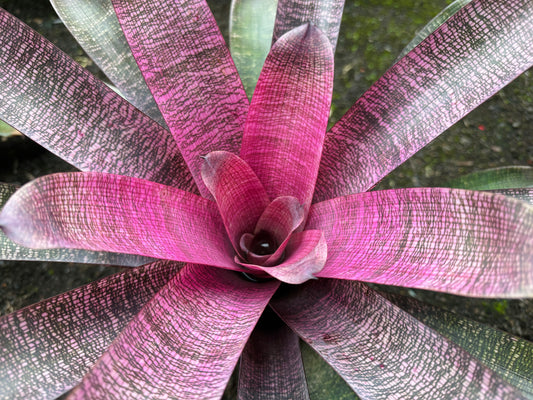 Vriesea ‘White Lighting’ hybrid x ‘Ku’ulei Mamo’