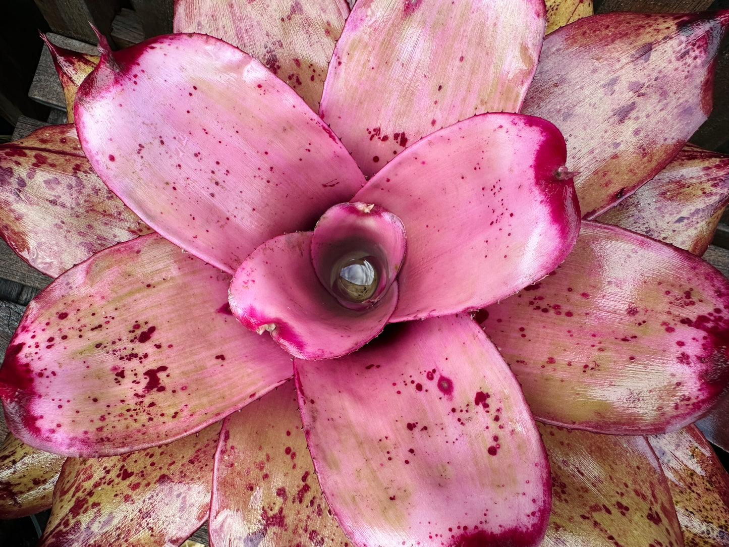 Neoregelia ‘Michi’ x ‘Lilikoi’