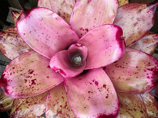 Neoregelia ‘Michi’ x ‘Lilikoi’