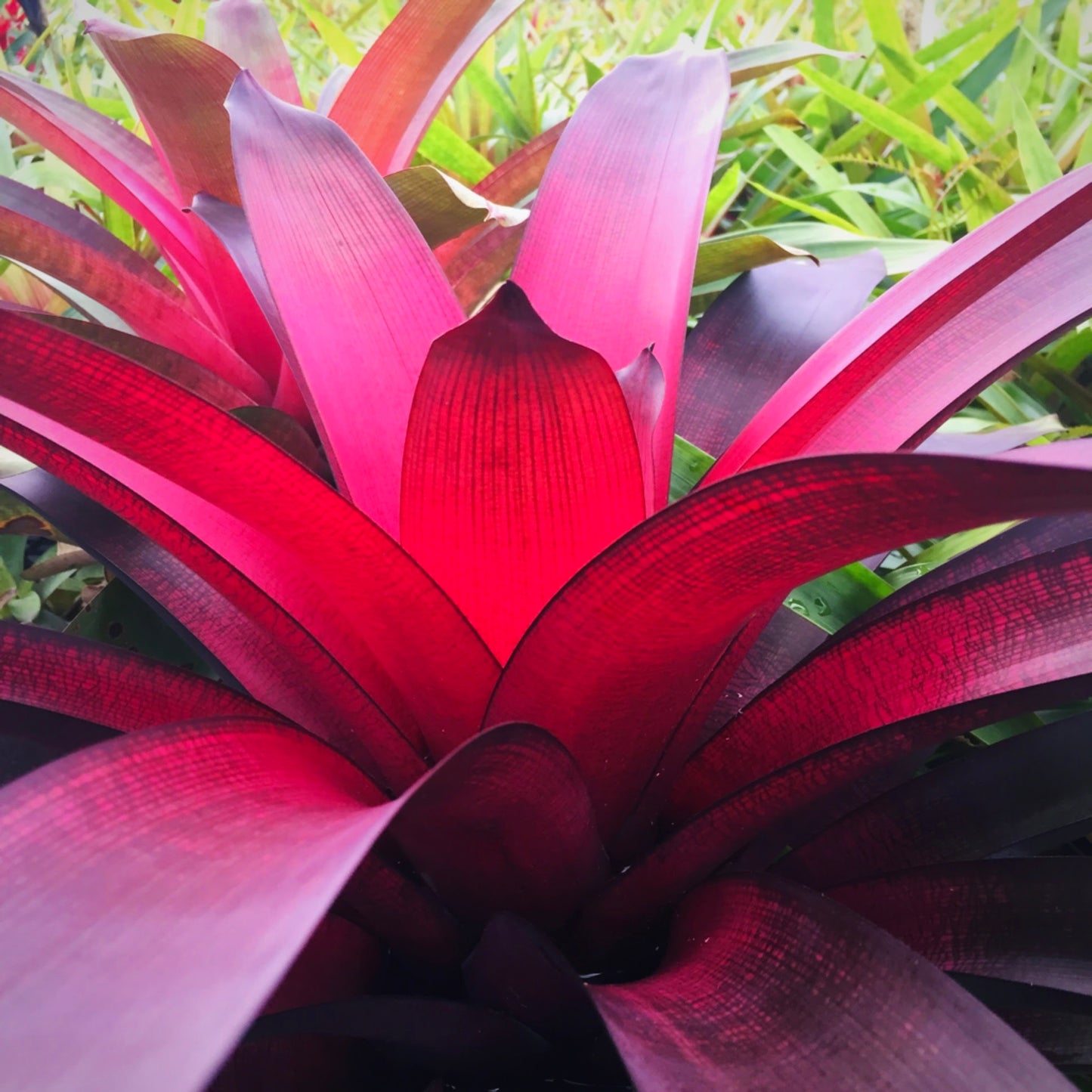 Vriesea ‘Red Dragon’