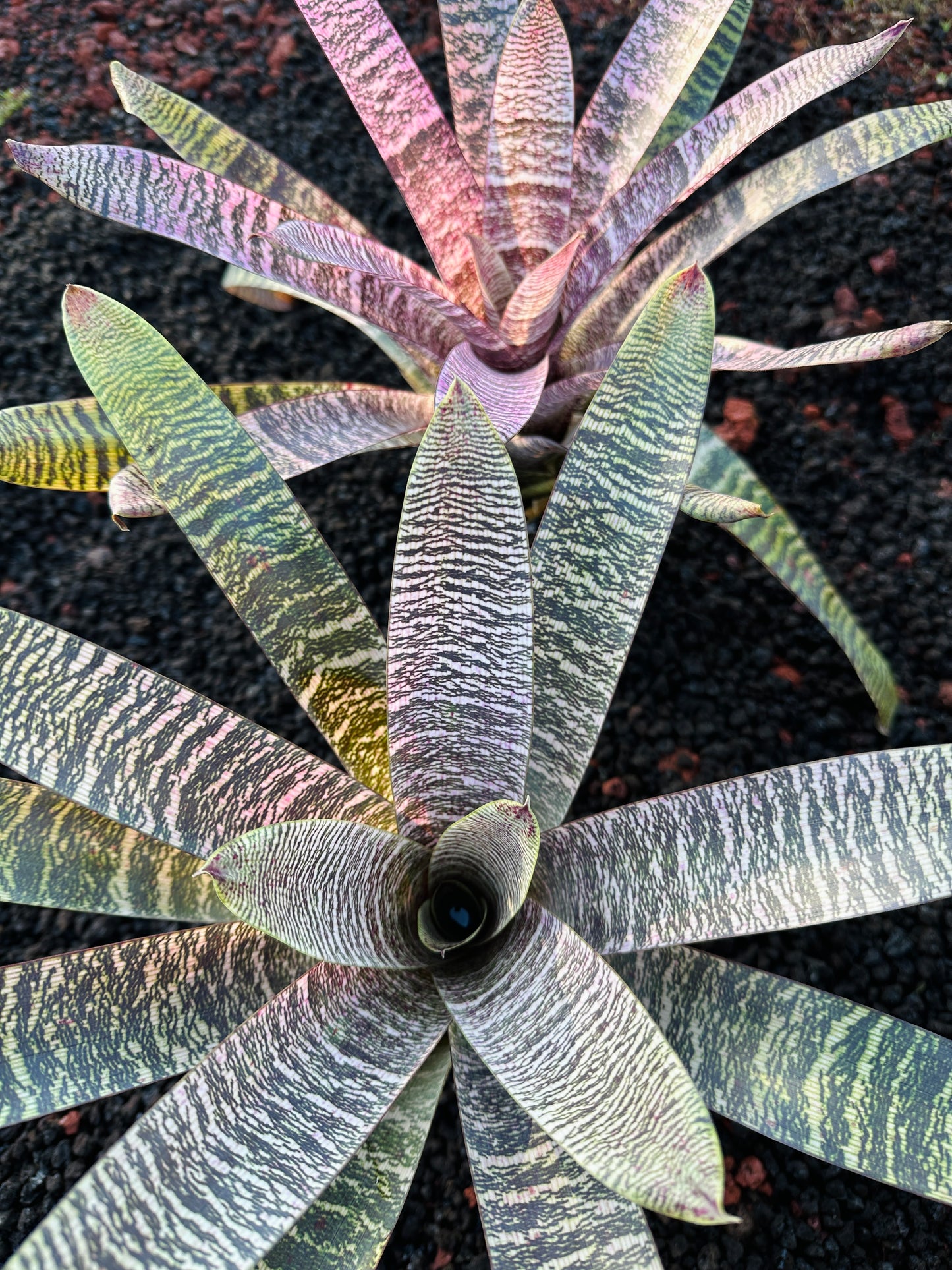 Vriesea ‘Ellen Yoshimura Harrell’