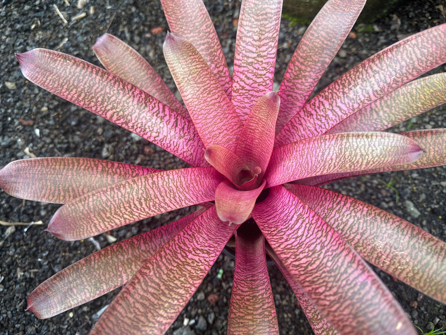 Vriesea ‘Patrice’ x ‘(‘Kaumana’ pink x ‘Hilo Rainbow’