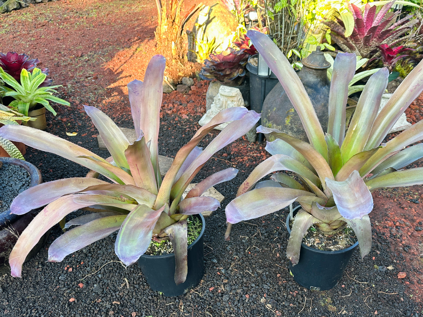 Hohenbergia ‘Mini Kena’