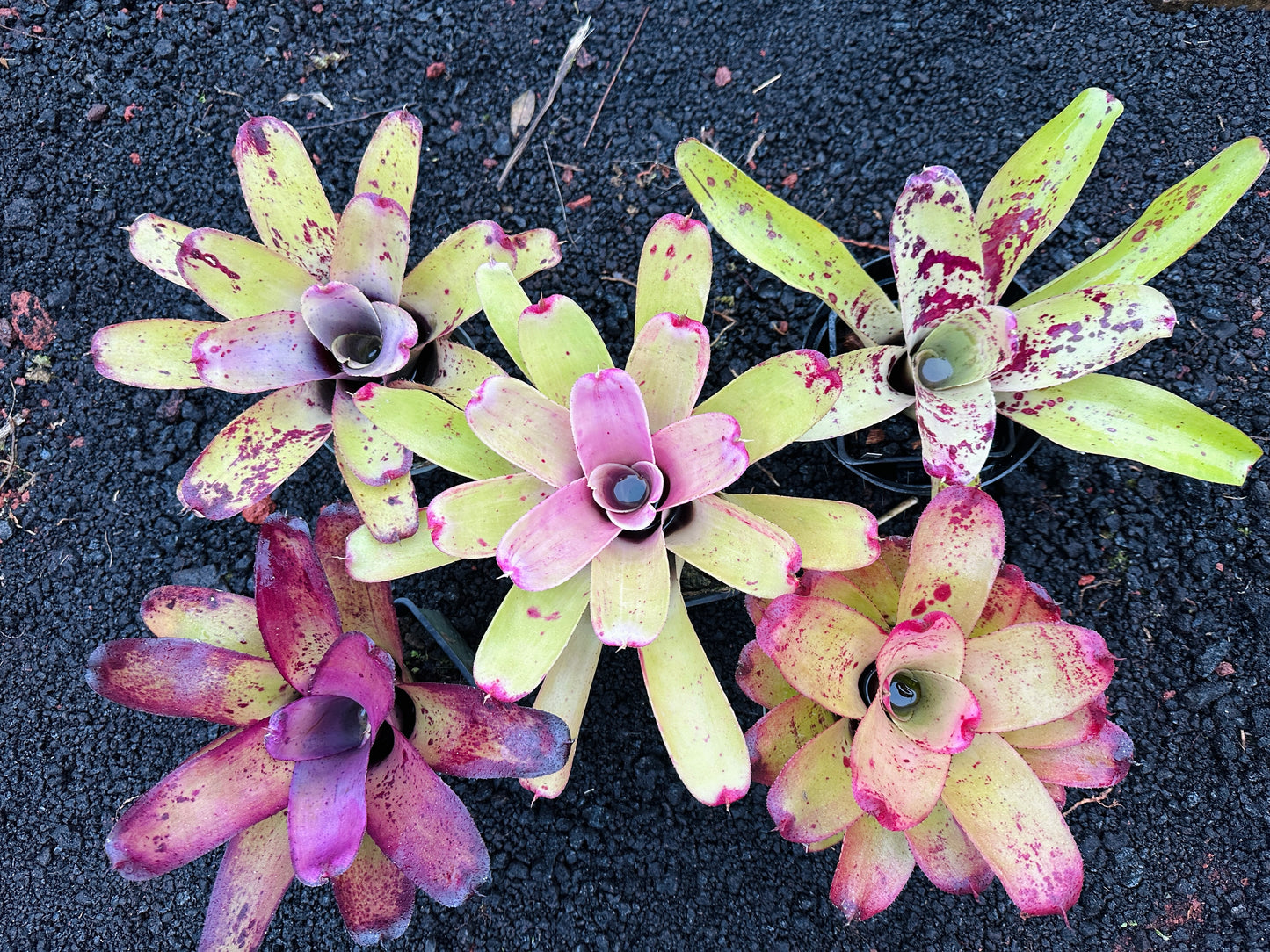Assorted Neoregelia