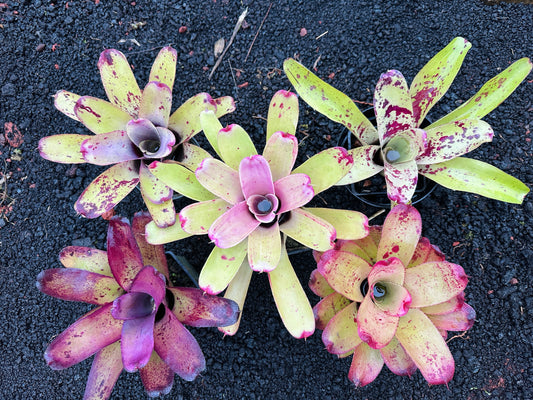 Assorted Neoregelia