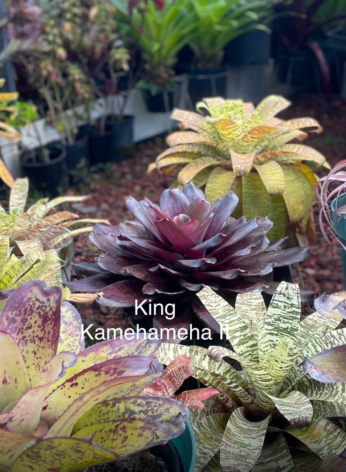 Neoregelia ‘King Kamehameha II’