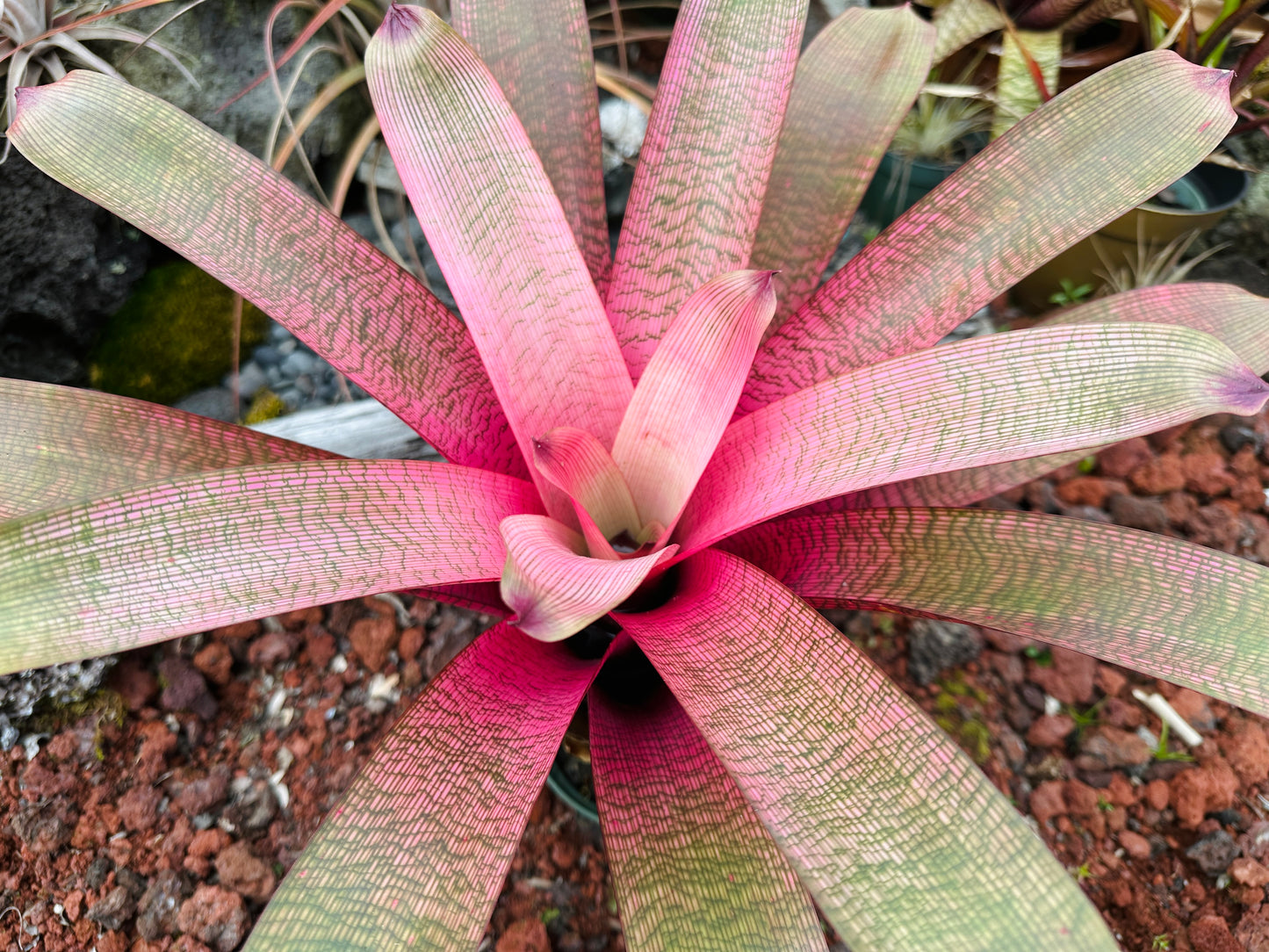 Vriesea ‘Hawaiian Goddess’