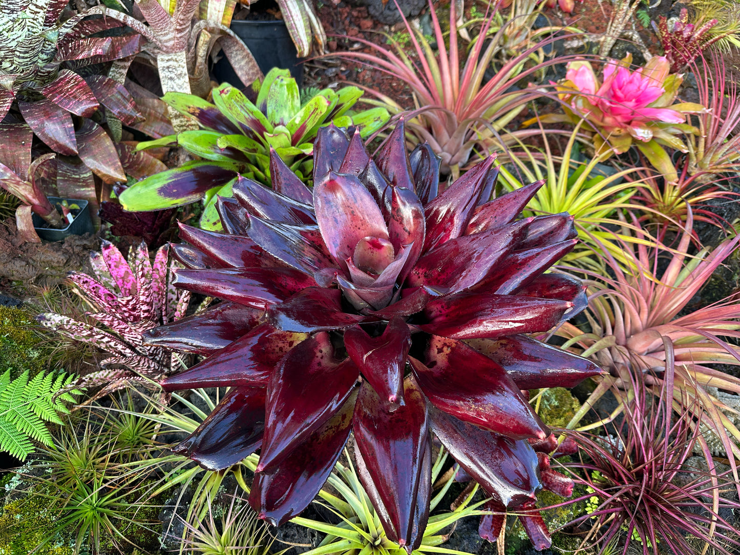Neoregelia ‘King Kamehameha II’