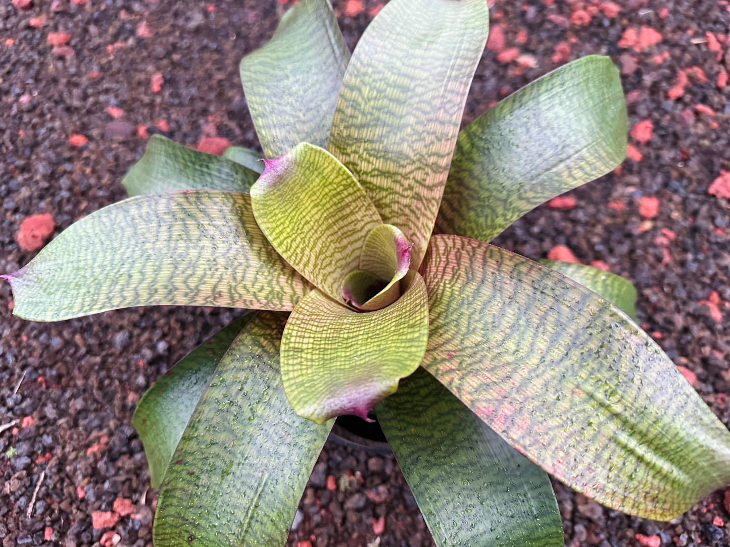 Vriesea hieroglyphica x (‘Kilauea’ x ‘Hawaiian Sunset’)
