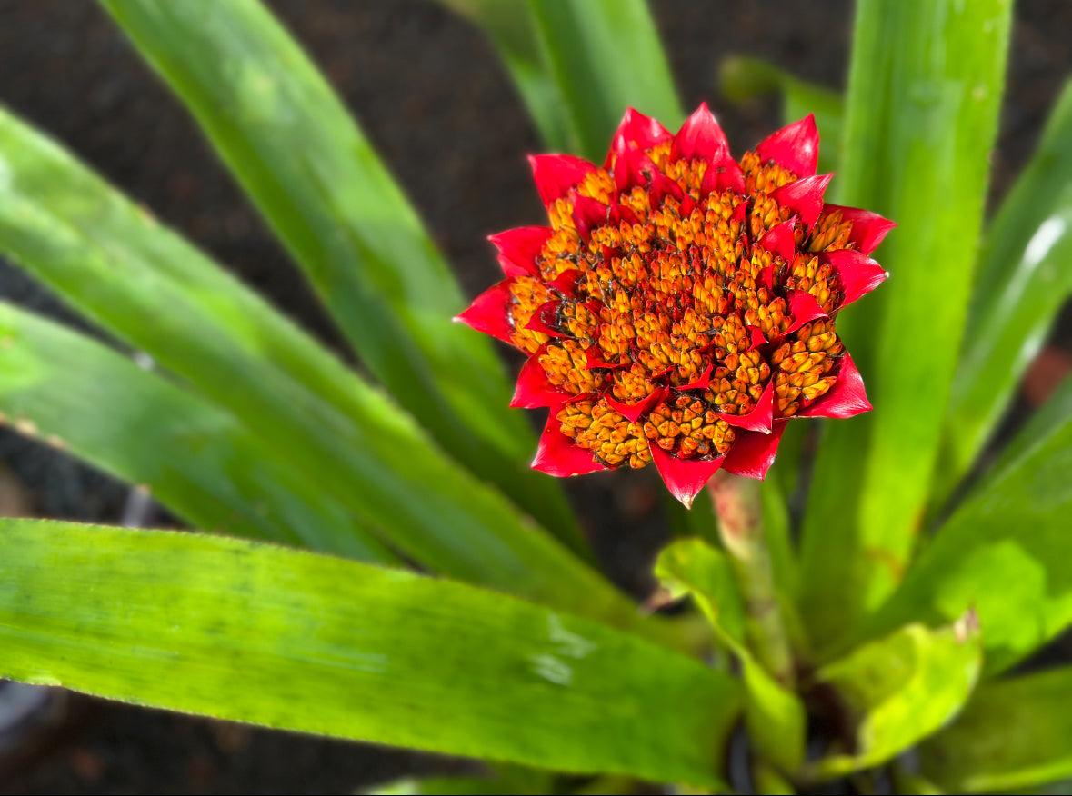 Canistrum aurantiacum