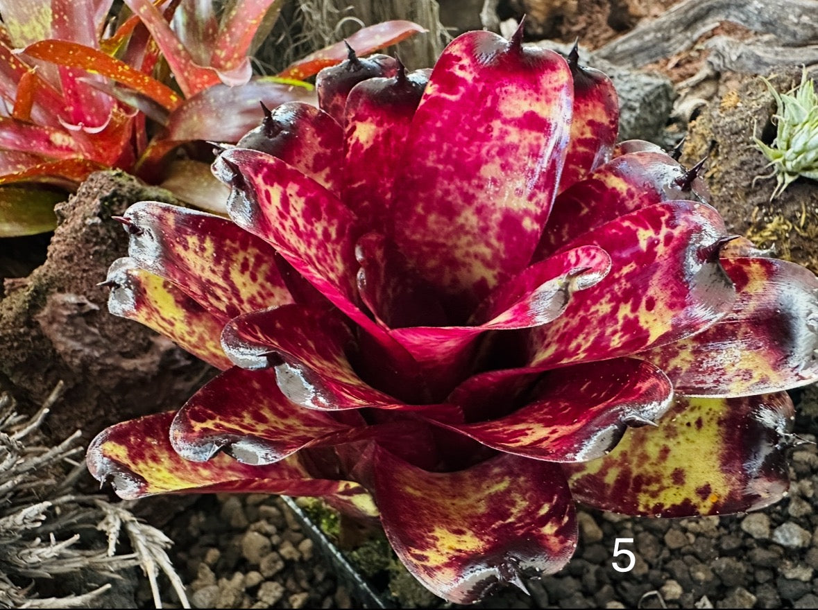 Assorted Neoregelia Minis