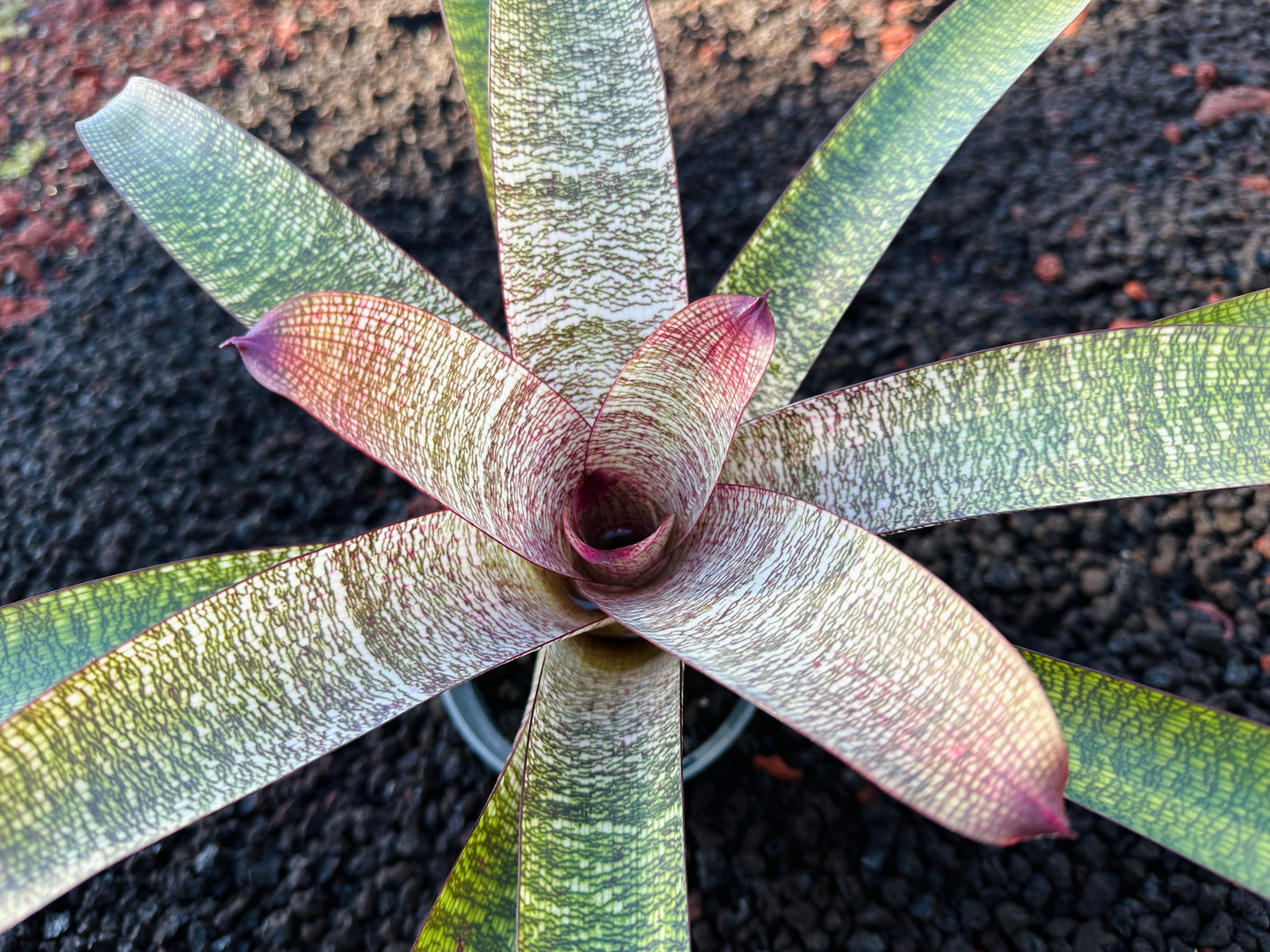 Vriesea ‘Sherlette Shiigi’ x ‘Royal Hawaiian’