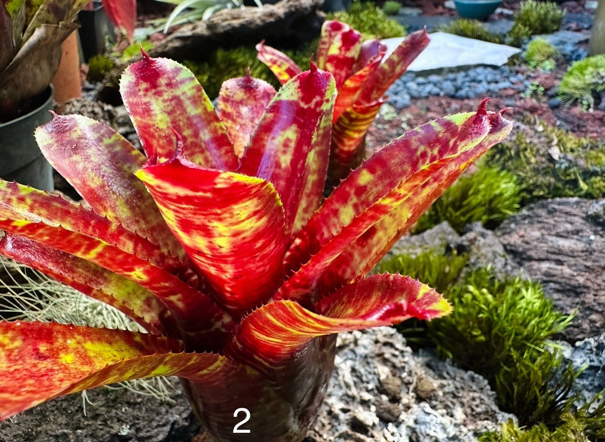 Assorted Neoregelia Minis