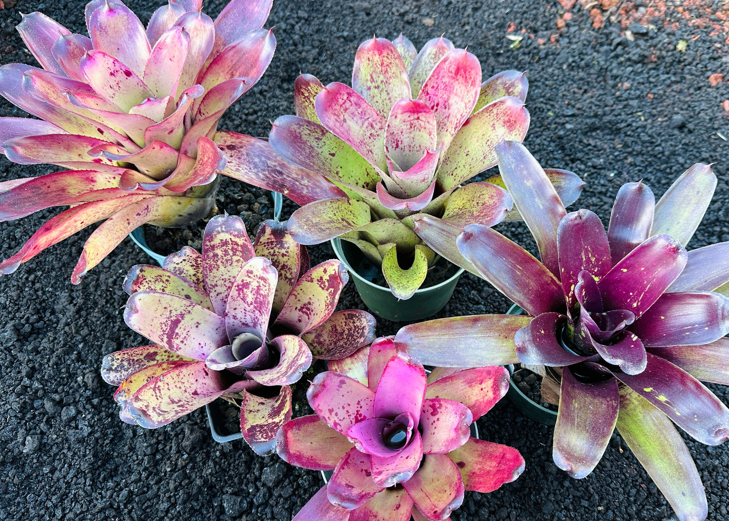 Assorted Neoregelia