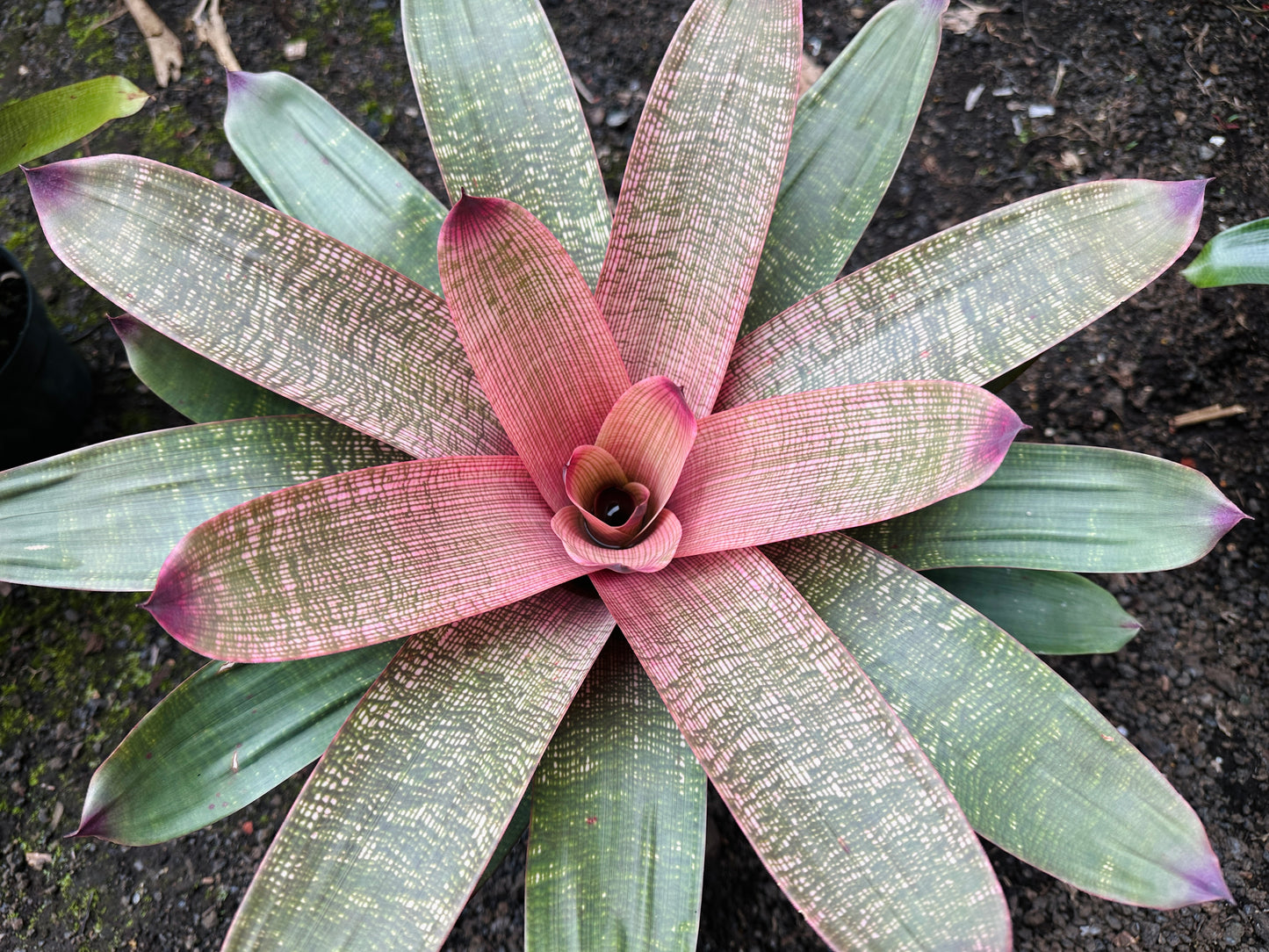 Vriesea ‘Panaewa Beauty’ x ‘Winds of Mauna Kea’
