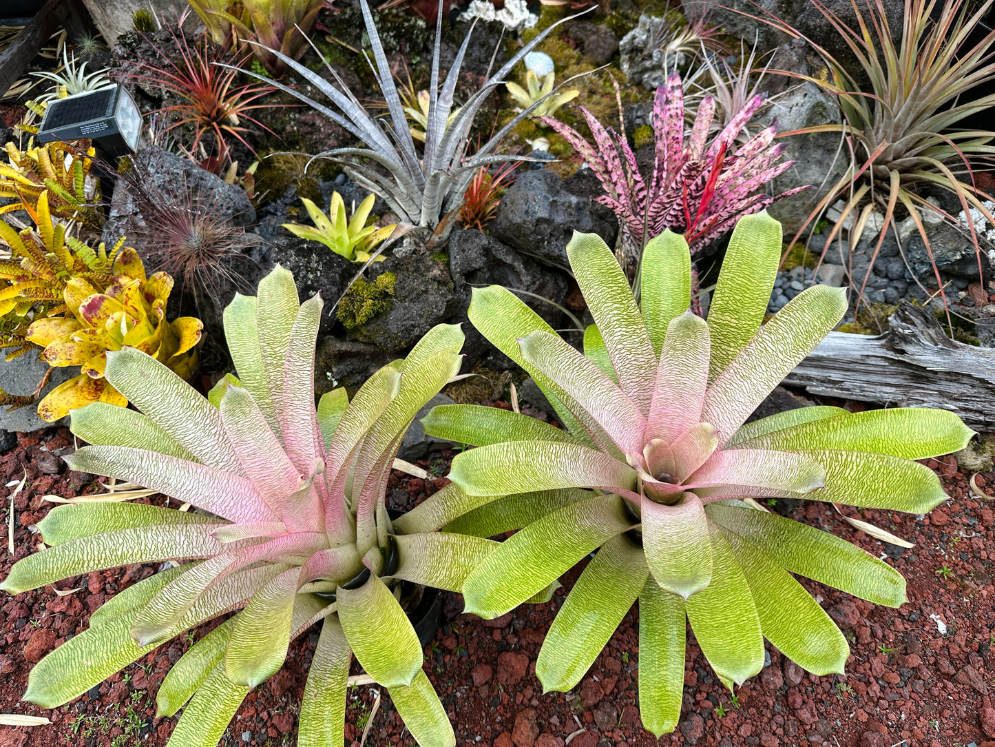 Vriesea ‘Annique’