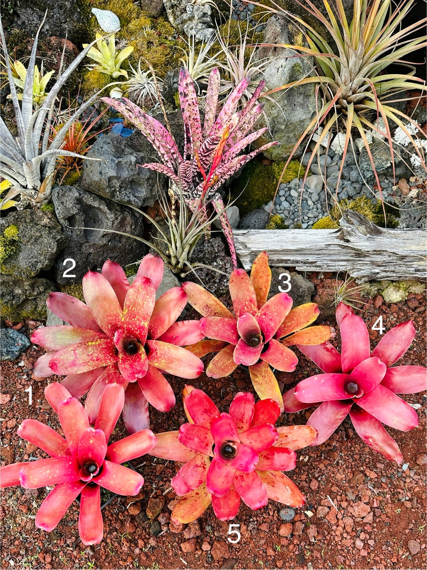 Assorted Neoregelia