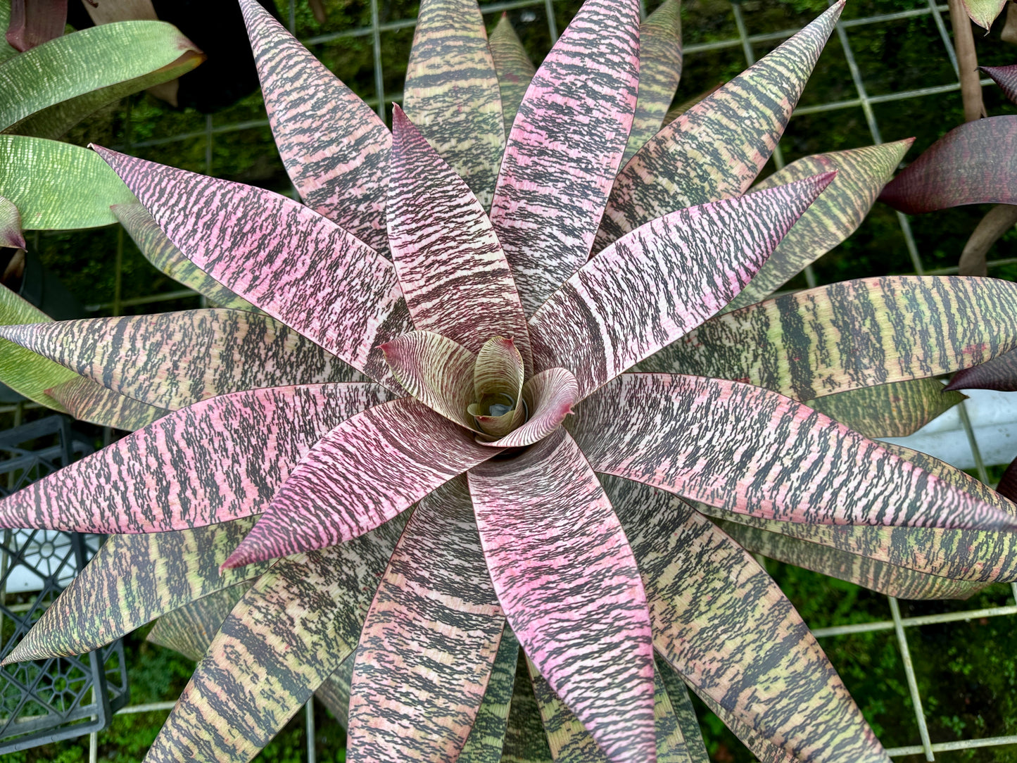 Vriesea ‘Ellen Yoshimura Harrell’