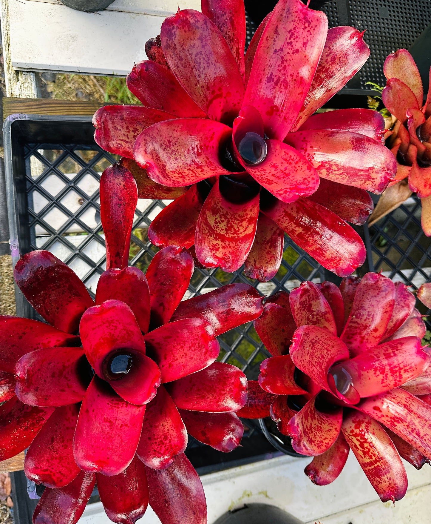 Neoregelia ‘Lana’i’