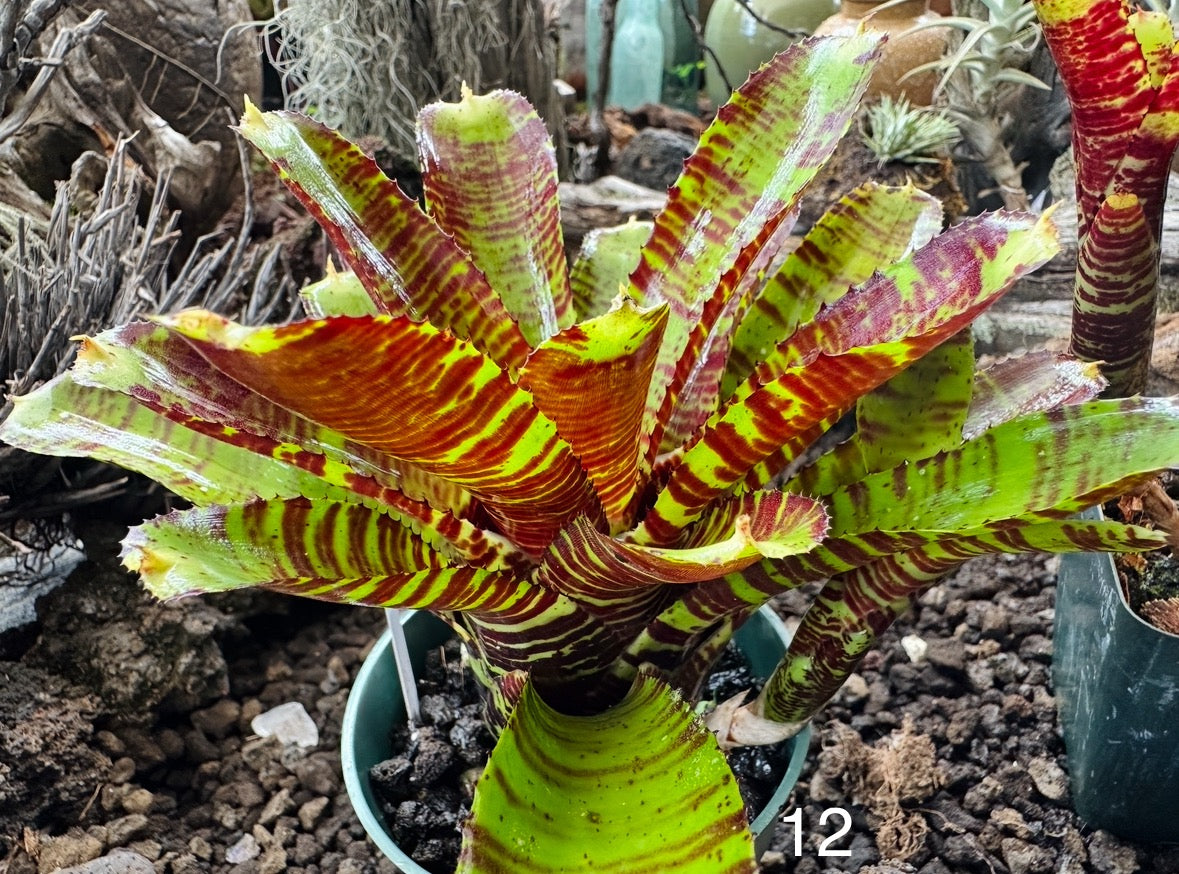 Assorted Neoregelia Minis