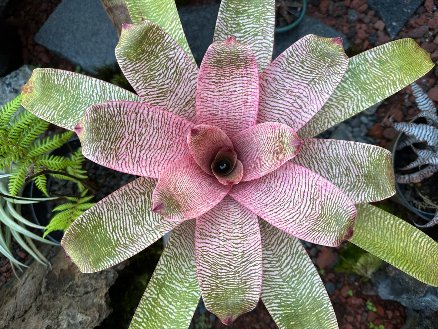 Vriesea ‘Misao’ F2