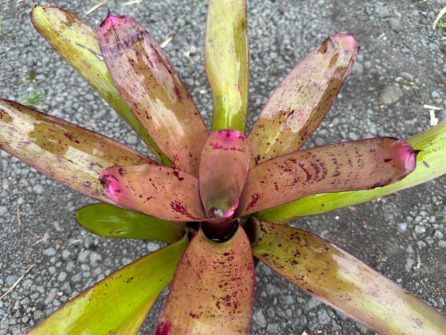 Neoregelia ‘Pahoa Days’