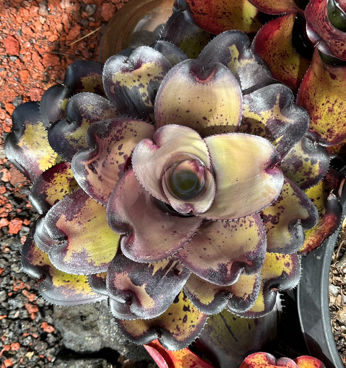 Neoregelia ‘Midnight Ninja’