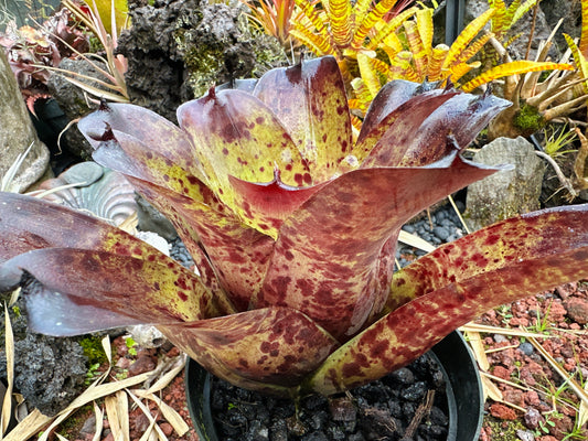 Neoregelia ‘Blueberry Muffin’ x ‘Ninja’