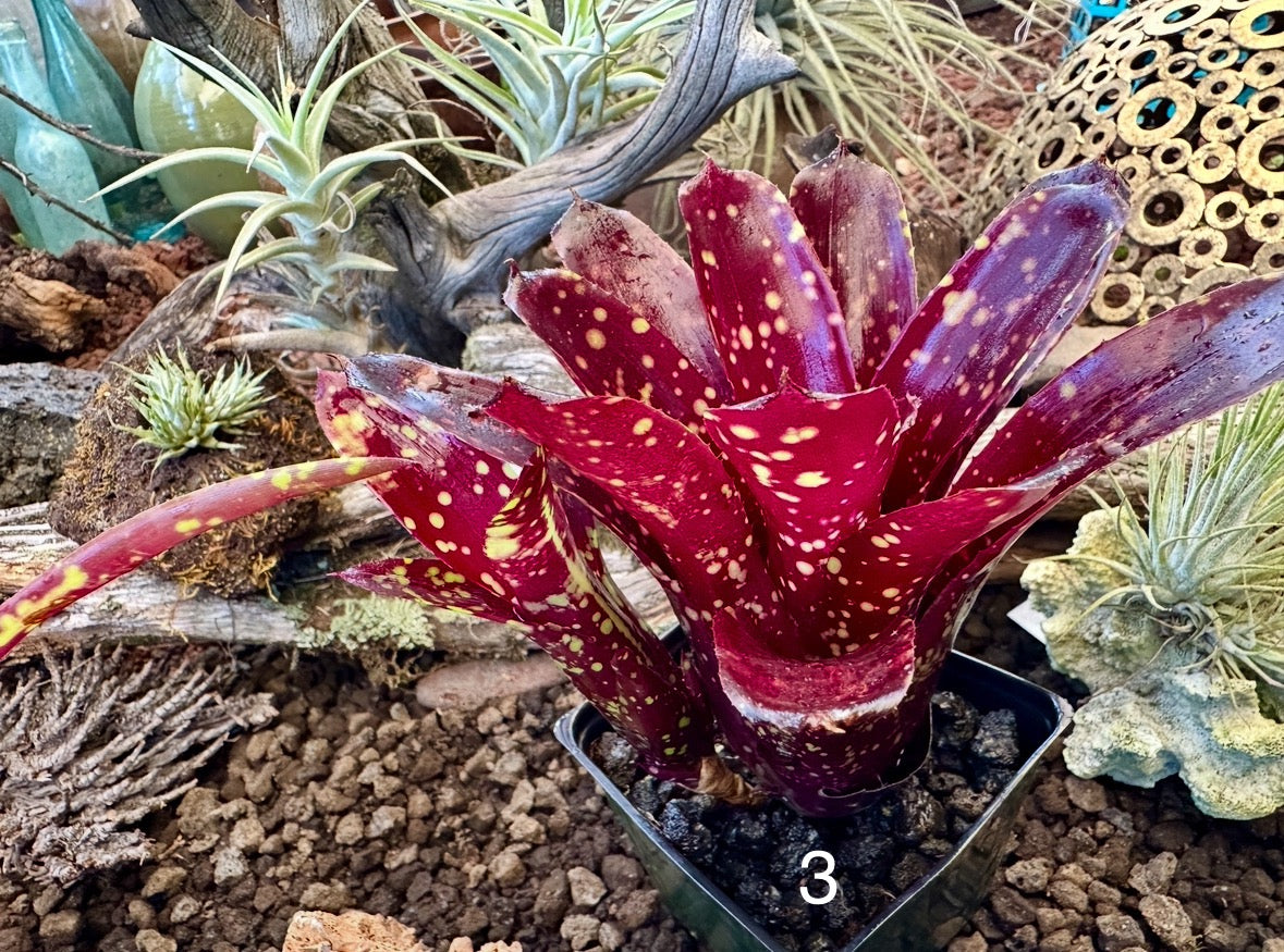 Assorted Neoregelia Minis