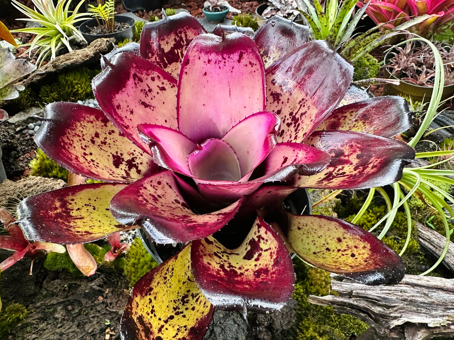 Neoregelia ‘Hawaiian Warrior’
