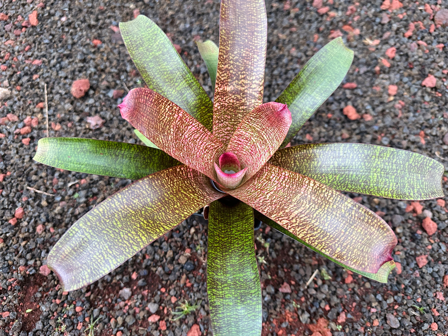 Vriesea ‘White Lighting’ x ‘Brian Suzuki’