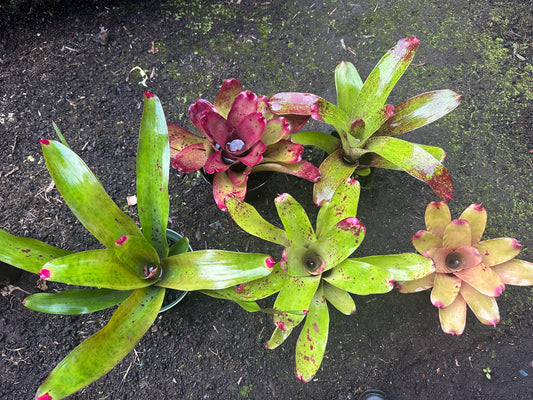 Assorted Neoregelia