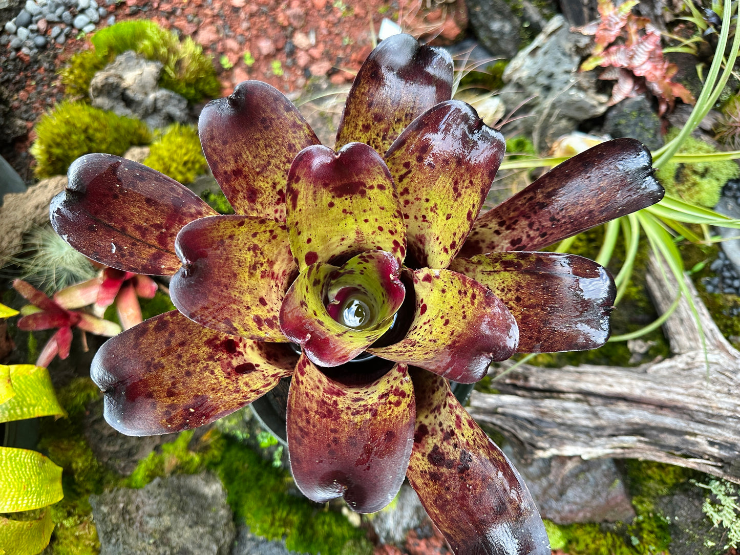 Neoregelia ‘Blueberry Muffin’ x ‘Ninja’