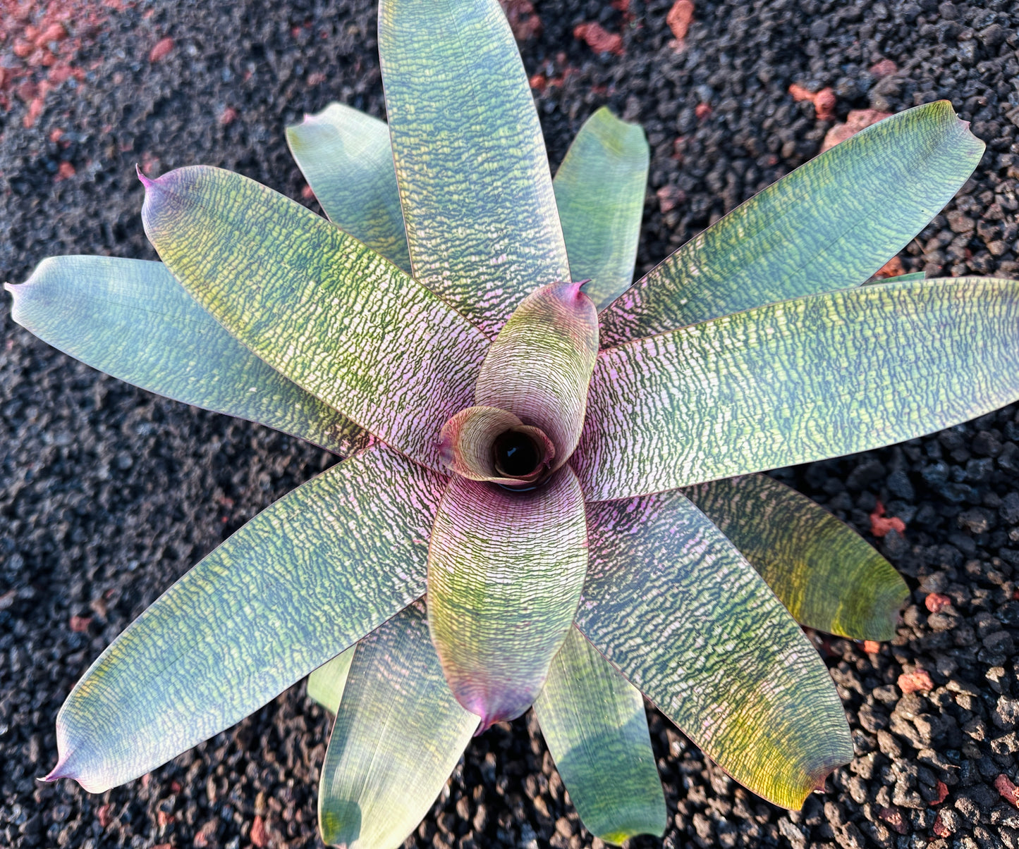 Vriesea ‘Pretty in Pink’ Hybrid