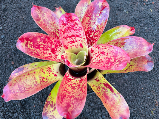 Neoregelia ‘Queen’s Jubilee’