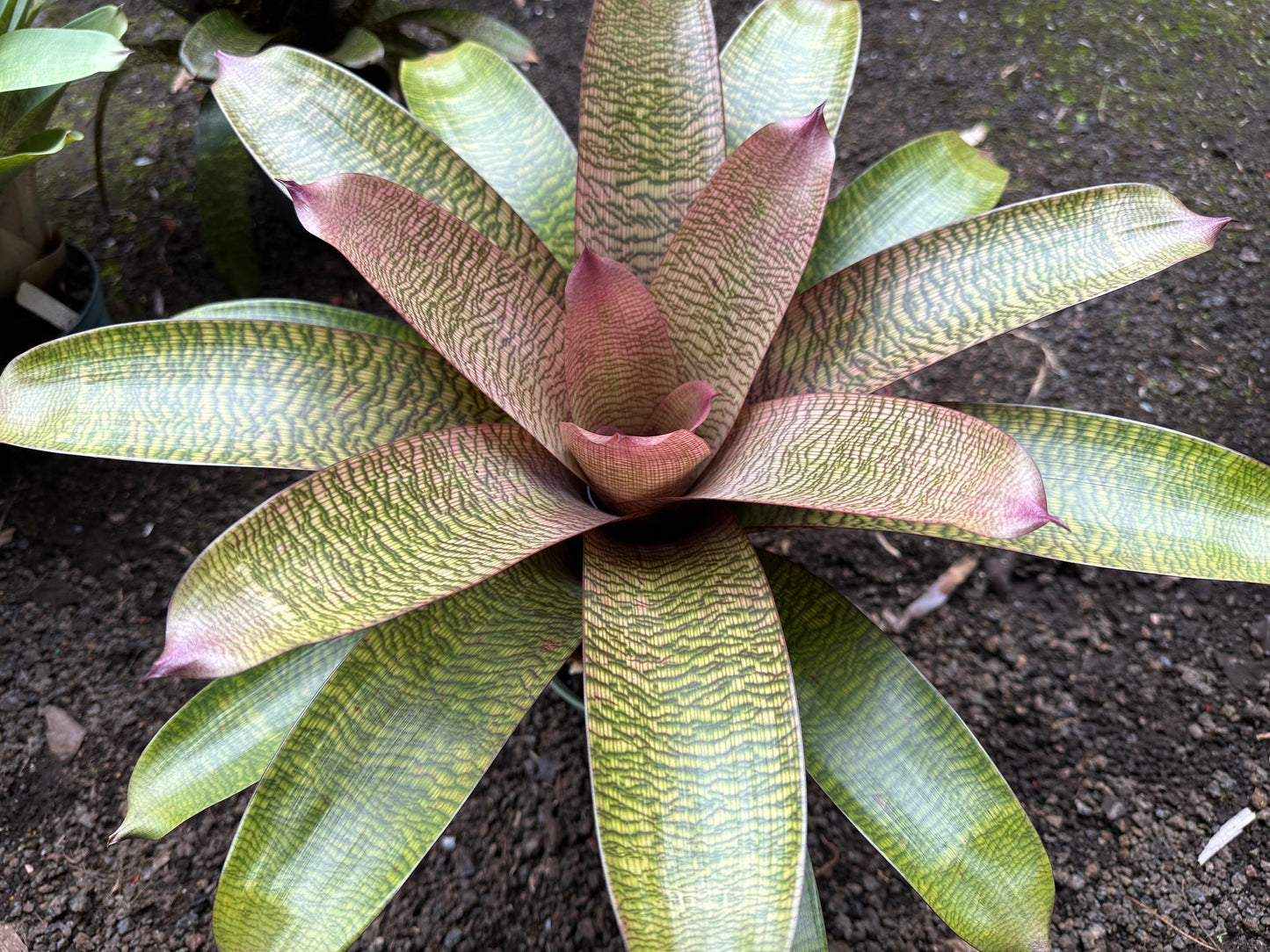 Vriesea hieroglyphica x ‘Ku’ulei’