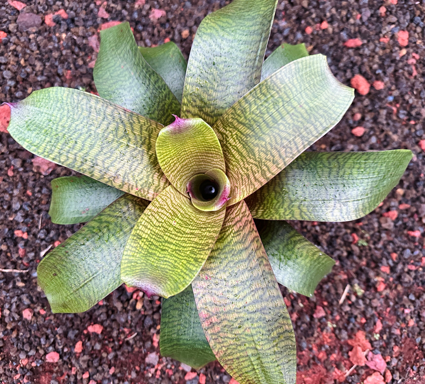 Vriesea hieroglyphica x (‘Kilauea’ x ‘Hawaiian Sunset’)