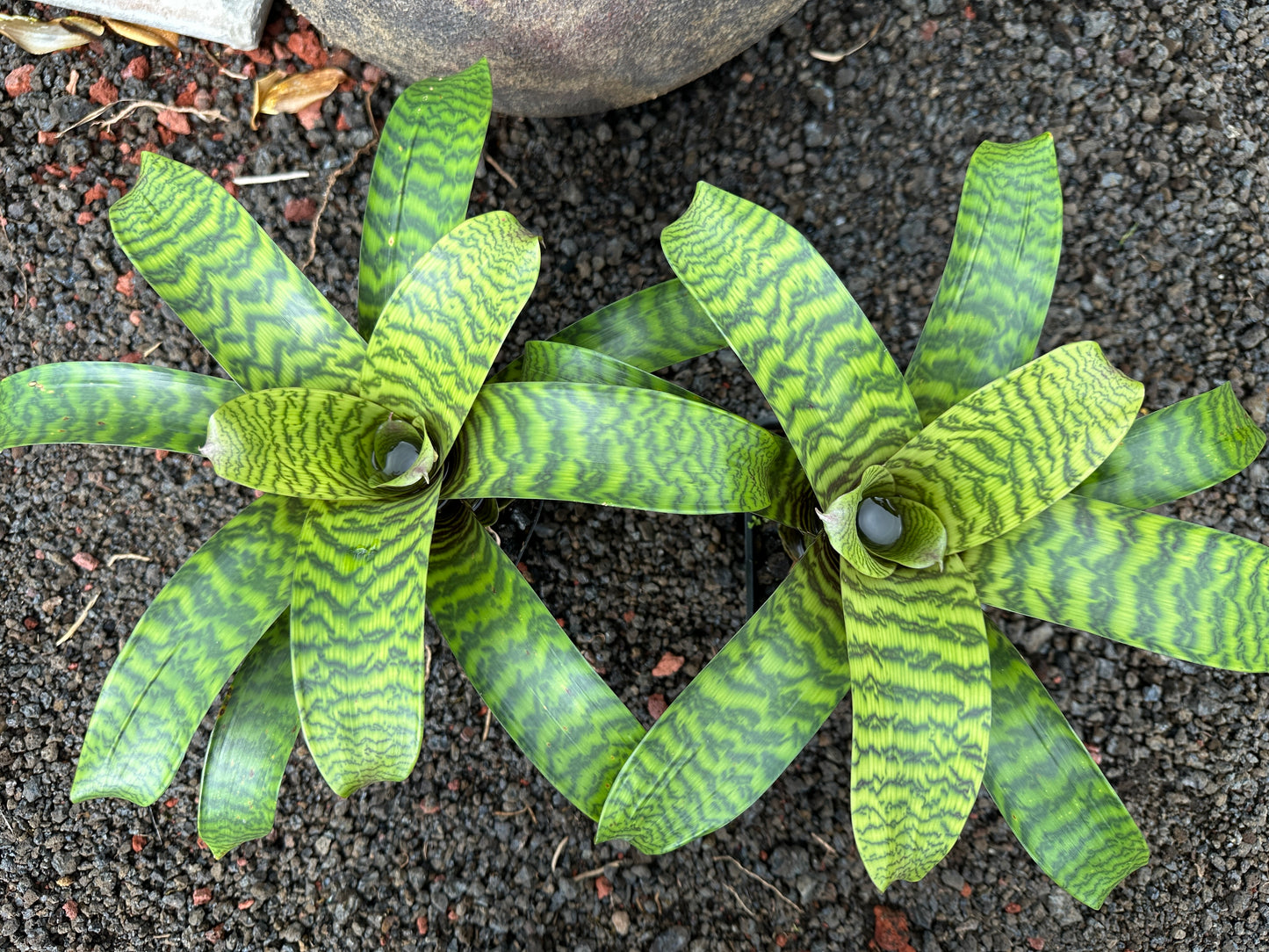 Vriesea hieroglyphica