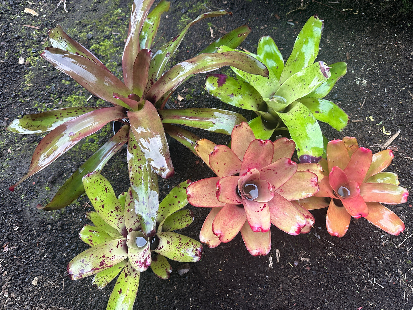 Assorted Neoregelia