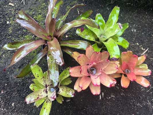 Assorted Neoregelia