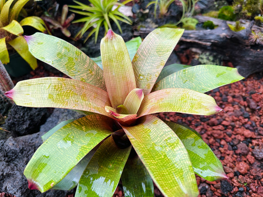 Vriesea fenestralis x ‘Golden Warrior’