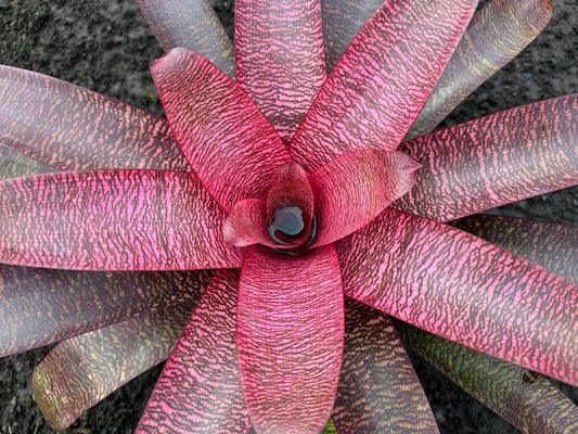Vriesea ‘Kilauea’ x ‘White Lighting’