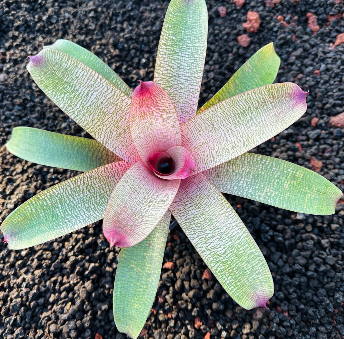 Vriesea ‘Hawaiian Peach’ F2