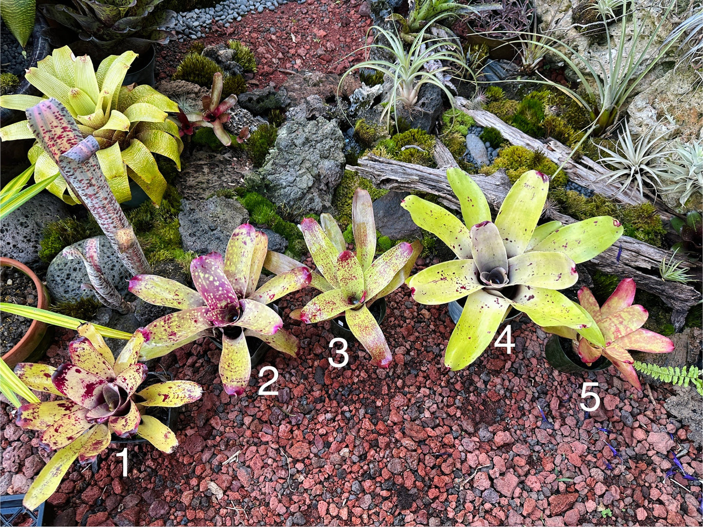Assorted Neoregelia
