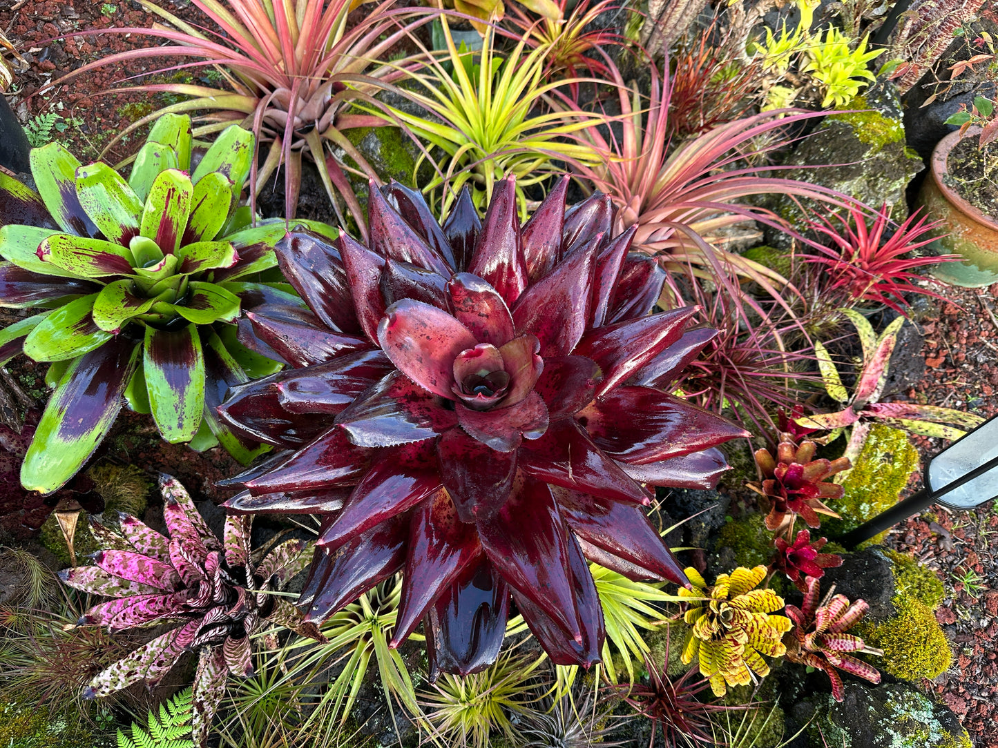 Neoregelia ‘King Kamehameha II’